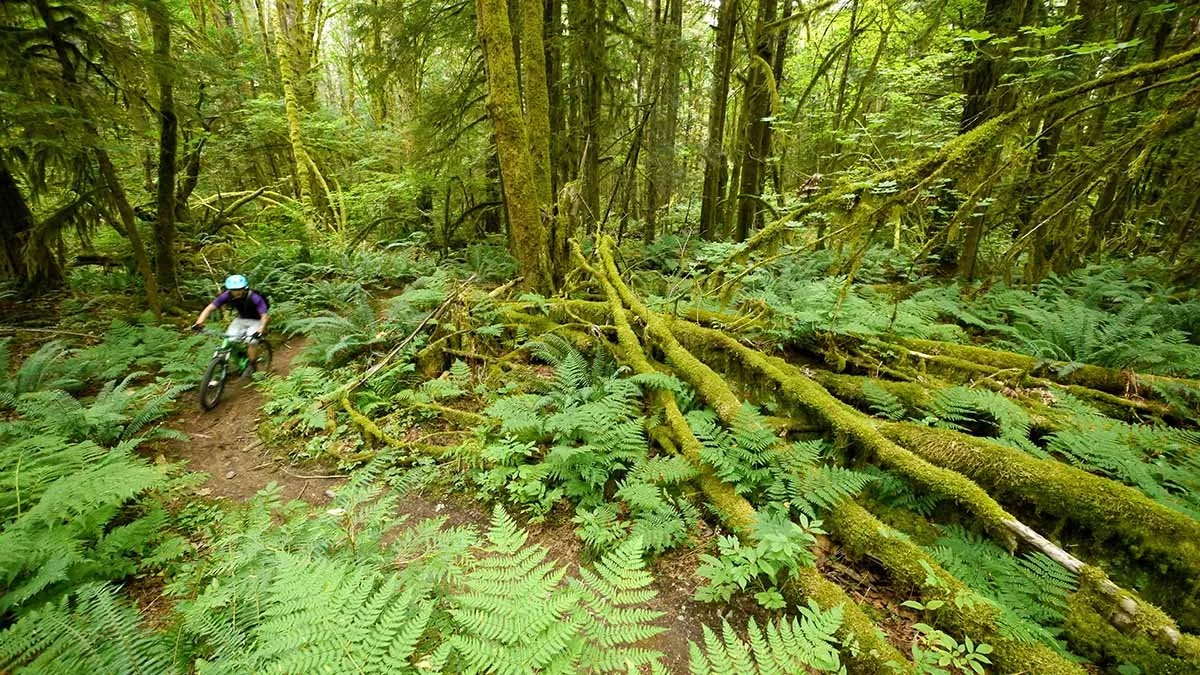 mountain biker navigating trail in forest