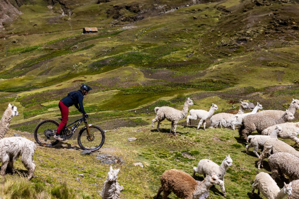Mountain biking amidst a herd of llamas.