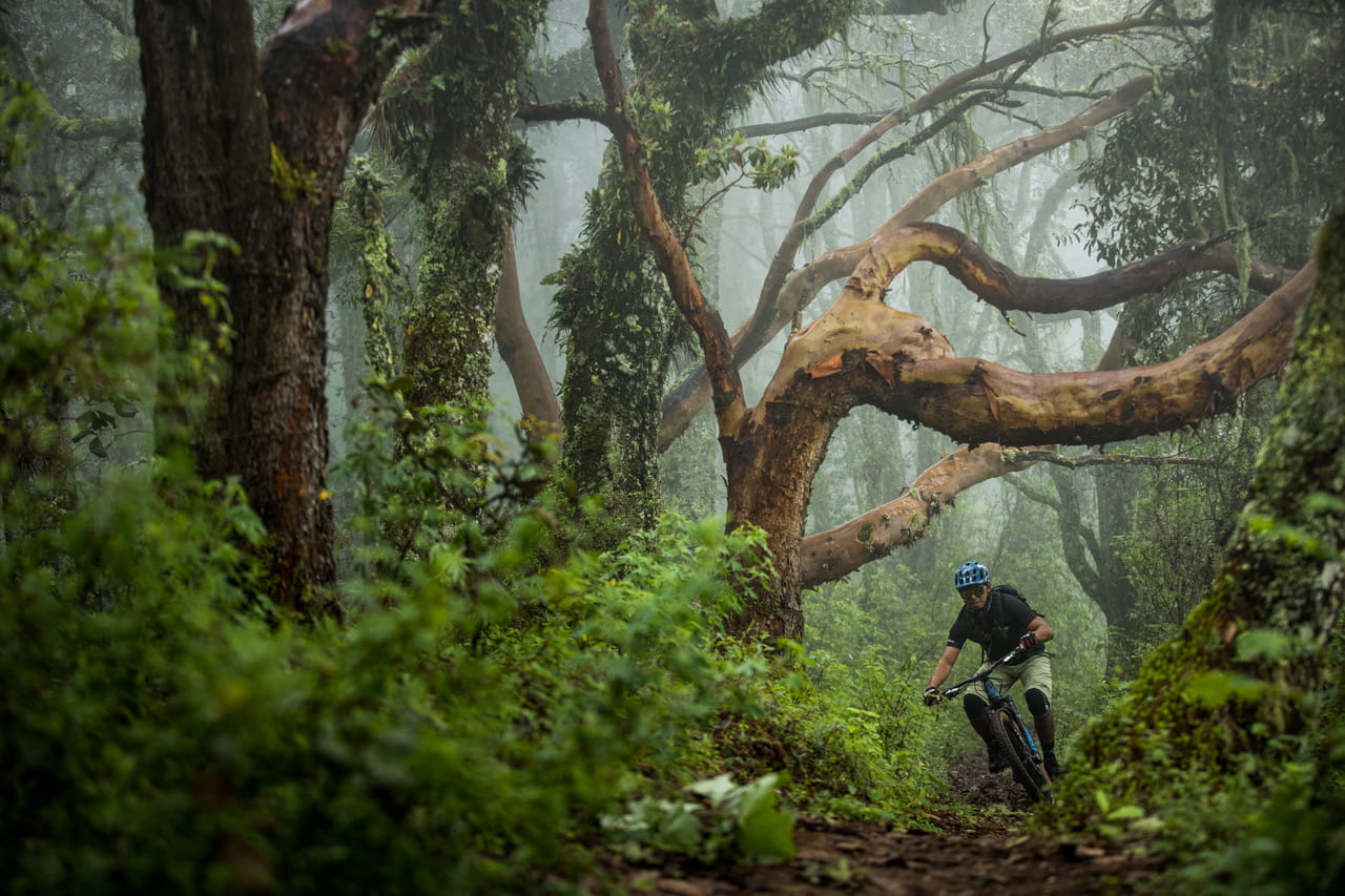 Mountain biking through the forest